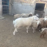 قوچ مغانی