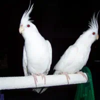 خرید انواع پرنده|پرنده|مهریز, |دیوار