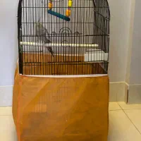 عروس هلندی دستی|پرنده|قم, پردیسان|دیوار