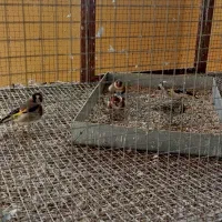 سهره کله‌گاوی|پرنده|مبارکه, |دیوار