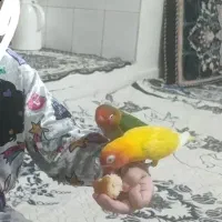 طوطی برزیلی دستی