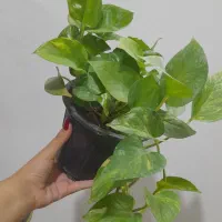 گیاه زیبای پتوس|گل و گیاه طبیعی|اهواز, شریعتی جنوبی|دیوار