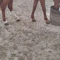 فروش کره اسب