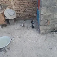 فروش کفتر|پرنده|مرند, |دیوار