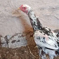 مرغ لاری اصل 6 عدد