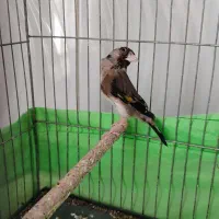 سهره زاغ سیاه سر ماده ناخون سفید