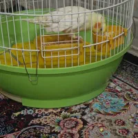 عروس هلندی لوتینو ماده