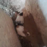 بچه خرگوش