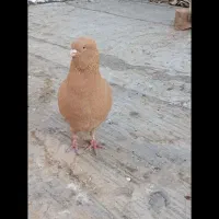 8 طوق کبوتر|پرنده|فردیس, فردیس|دیوار