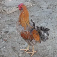 خروس چهل تاج کاکولی وریشی|حیوانات مزرعه|پیر بکران, |دیوار