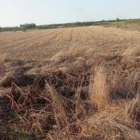 زمین کشاورزی شالیزاری