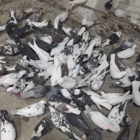 کفتر قم بشرط پرش بار شنبه فقط150هزار  پرنده کیان