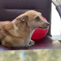 واگذاری سگ بسیارمهربون میکس اشپیتز تریر|سگ|باغستان, |دیوار