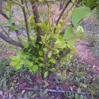 کلینیک گیاه پزشکی دکتر کرم کیانی