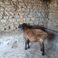 گوسفند نر