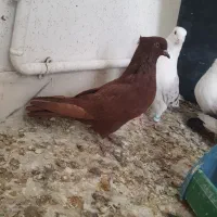 ماده سرخ و دمی