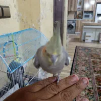 یه جفت عروس هلندی|پرنده|اطاقور, |دیوار