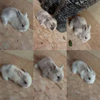 بچ خرگوش لوپ