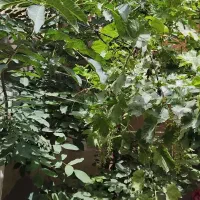۲۵۰مترویلایی دردوطبقه