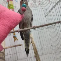 یک جفت عروس هلندی با قفس|پرنده|یزد, |دیوار