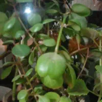گل یشم|گل و گیاه طبیعی|خرمدره, |دیوار