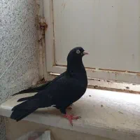 یال، اشعل، سیاه|پرنده|بندر ماهشهر, |دیوار