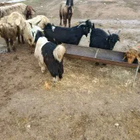 سه تا بیگ نر