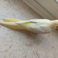 جفت عروس مولد کارداده  به شرت تخم وجوجه