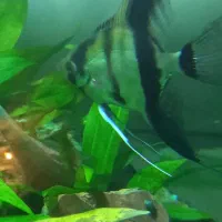 انجل جفت با تعداد تخم خیلی بالا|ماهی|تهران, مسعودیه|دیوار