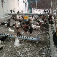 فروش نیچه