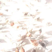 جوجه های بزرگ