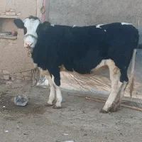 گوساله ماده آبستن|حیوانات مزرعه|رزن, |دیوار