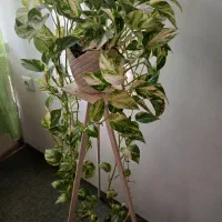 گل پتوس ابلغ