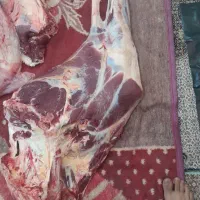 گوشت گاووگوساله لقم بی استخون وبااستخون|خوردنی و آشامیدنی|اهواز, اسلام آباد شرقی|دیوار