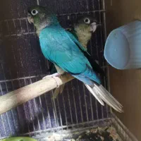 تراکوییس ویولت دون خور با سرلاک خارجی تغذیه شده