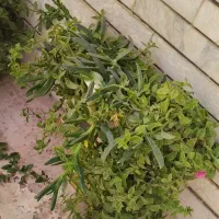 گل و گلدان|گل و گیاه طبیعی|تربتحیدریه, قائم|دیوار