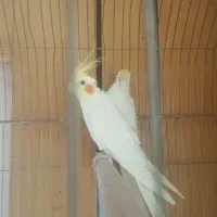 عروس هلندی نر