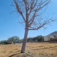 فروش چوب گردو
