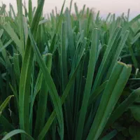 سبزیجات خوب قیمت خوب|خوردنی و آشامیدنی|کاشان, دانشگاه شهید رجایی|دیوار