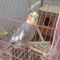 عروس هلندی نر دو ساله