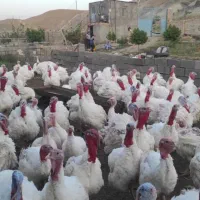 بوقلمون‌ یک ماهه بیوتی عمده کدjjjj23949