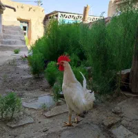 خروس و مرغ