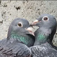 کبوتر نر جان آردن