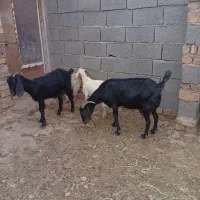 دوراس بز دورگ پاکستانی زاییده
