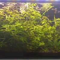 گیاهان آبزی