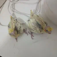 جوجه دوکت لوتینو