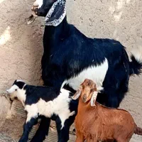 مری زایده شیری با دو کهره نر و ماده|حیوانات مزرعه|زابل, |دیوار