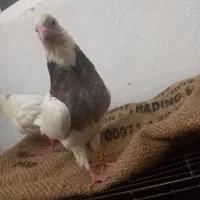 کبوتر طوقی عتیقه