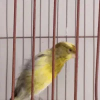 قناری رسمی بلند|پرنده|شیراز, شیشه‌گری|دیوار