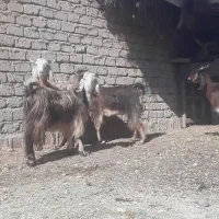 چهار عدد بز ویک کهره نر